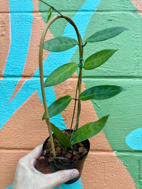 4" Hoya megalaster - Canopy Plant Co.