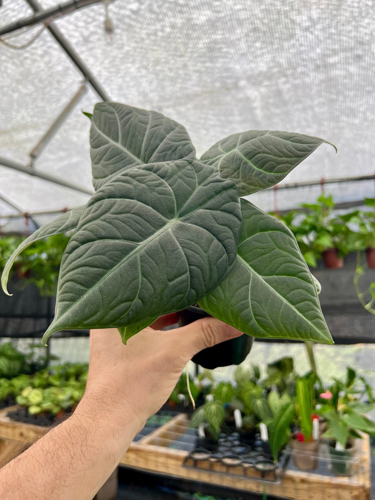 4” Alocasia maharani - Canopy Plant Co.