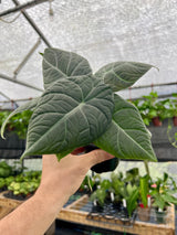 4” Alocasia maharani - Canopy Plant Co.