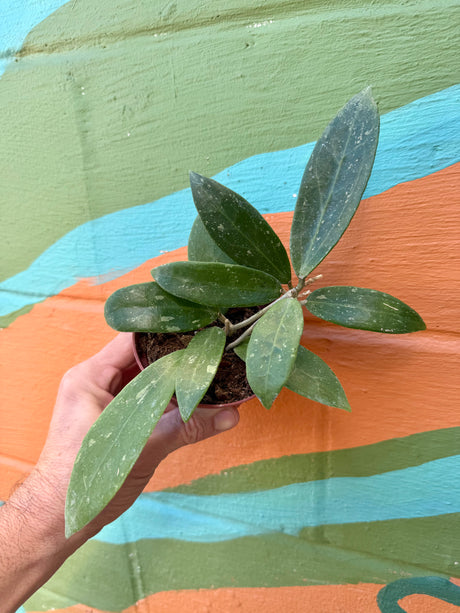 4" Hoya pallida - Canopy Plant Co.