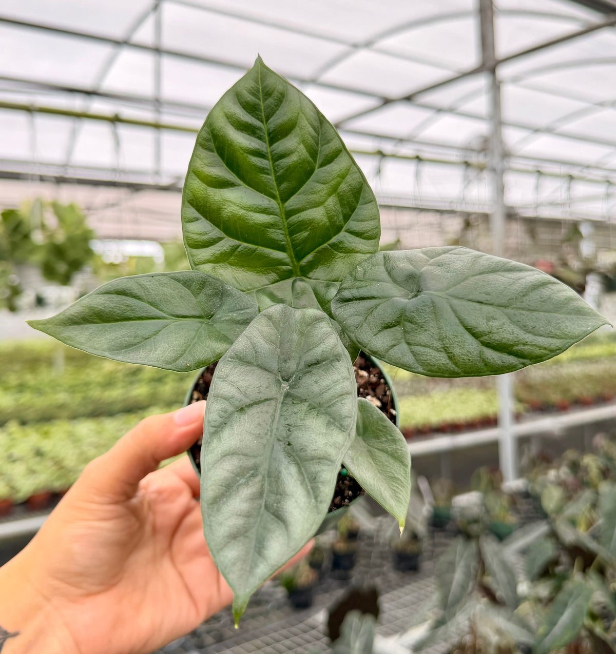 4" Alocasia ‘Quilted Dreams’