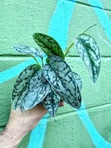 4" Scindapsus 'Silver Lady'