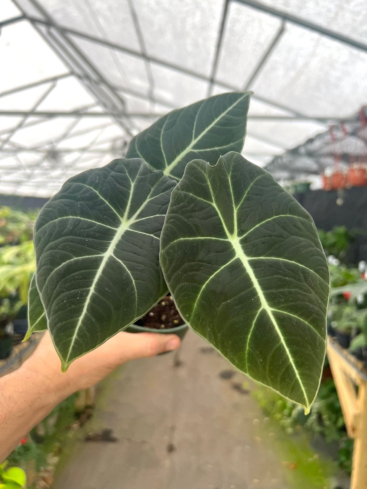 4" Alocasia Black Velvet