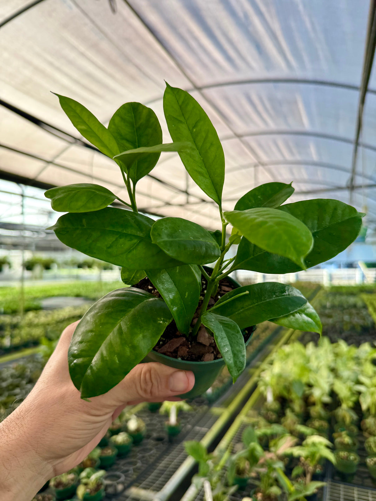 4” Hoya multiflora