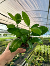 4” Hoya multiflora