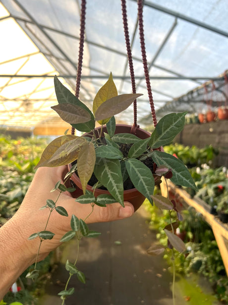 4" Bignonia argyro violacea hanging basket