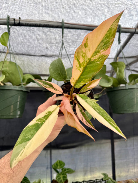 4” Philodendron ‘Caramel Marble’