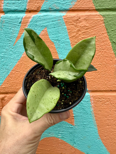 4” Hoya ‘Silver Moon’ - Canopy Plant Co.