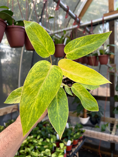 4" Philodendron Painted Lady