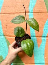 4" Hoya latifolia 'Sarawak'