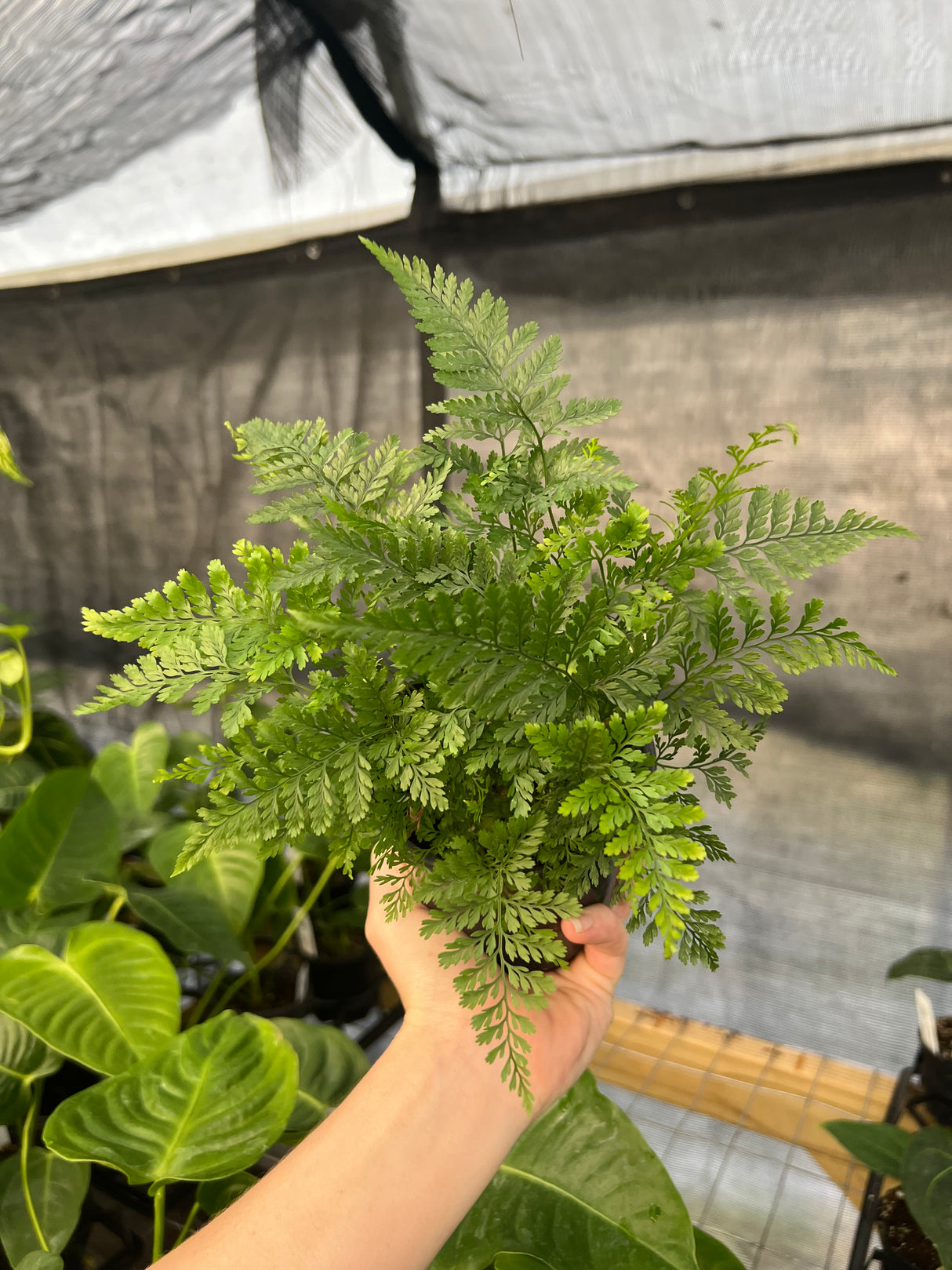 4" Rabbit's Foot Fern (Davallia fejeensis)