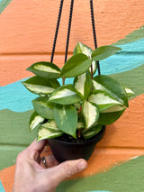 4" Hoya ‘Krimson Princess’ hanging basket