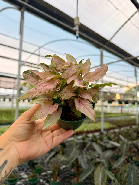 4" Syngonium ‘Pink Arrow'