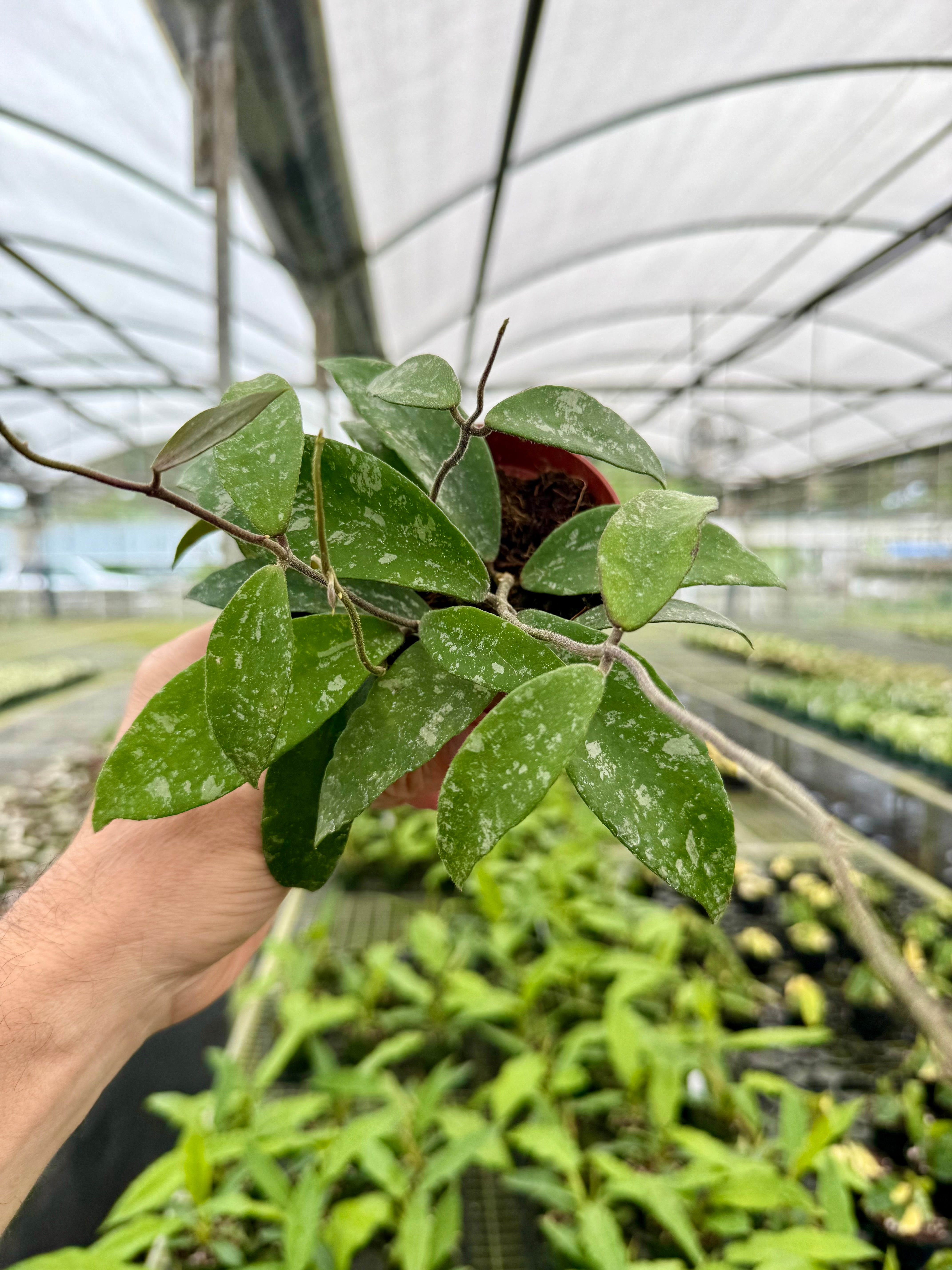 Hoya phuwuaensis - Thumbnail 3