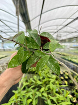 4” Hoya phuwuaensis 'Splash'