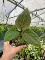 4" Anthurium 'Dark Phoenix'