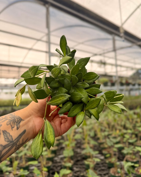4" Hoya DS-70 variegated - Canopy Plant Co.