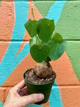4" Stephania erecta - Canopy Plant Co.