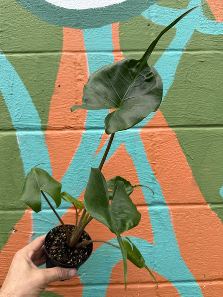 4" Alocasia ‘Stingray’ - Canopy Plant Co.