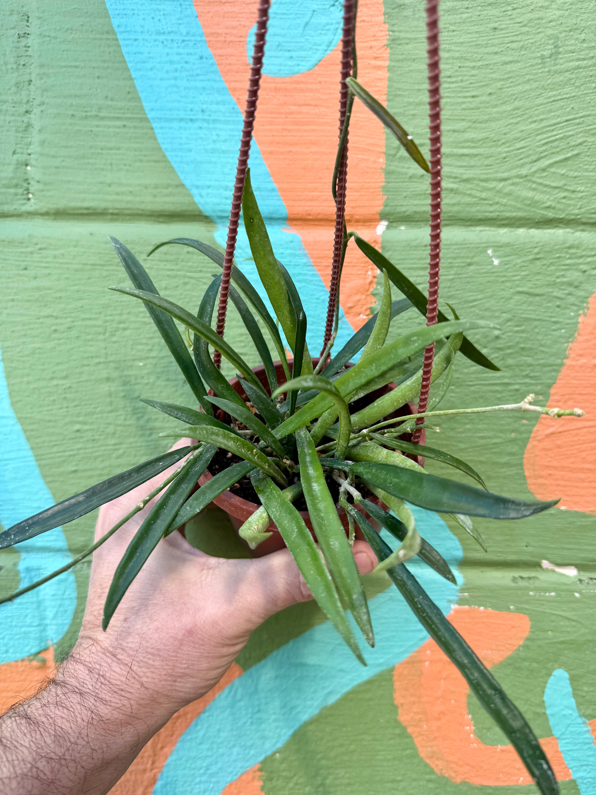 4" Hoya shepherdii hanging basket