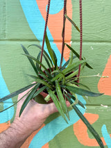 4" Hoya shepherdii hanging basket