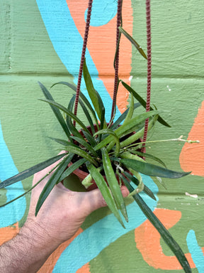 4" Hoya shepherdii hanging basket - Canopy Plant Co.