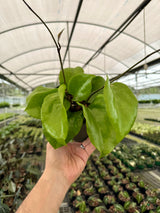 6" Hoya surigaoensis