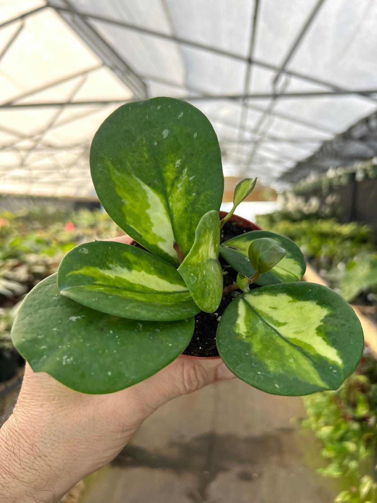 4" Hoya obovata inner variegated