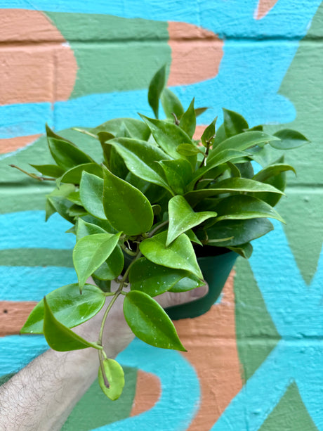 6” Hoya ‘Sunrise’ - Canopy Plant Co.