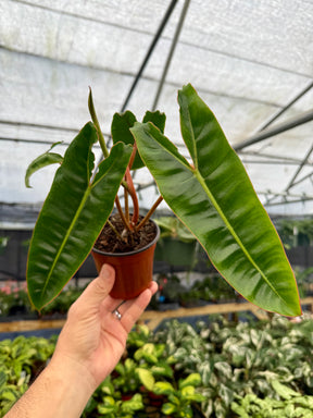 4" Philodendron billietiae - Canopy Plant Co.