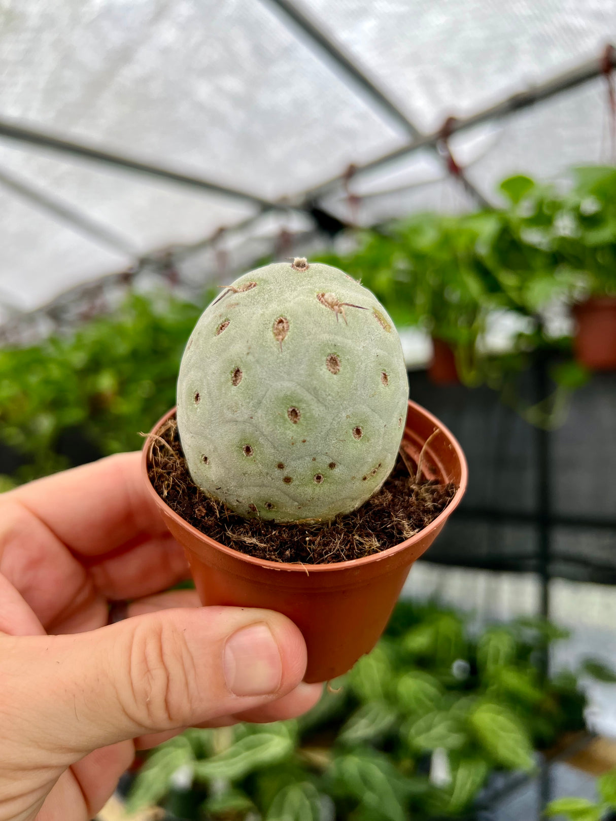 2.5" Tephrocactus geometricus - Canopy Plant Co.