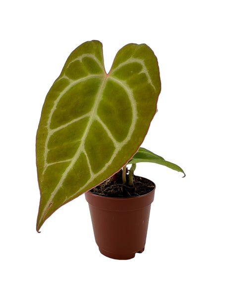 2" Anthurium crystallinum - Canopy Plant Co.