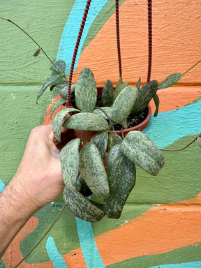 4" Hoya sigillatis sp. Borneo (round form) hanging basket - Canopy Plant Co.