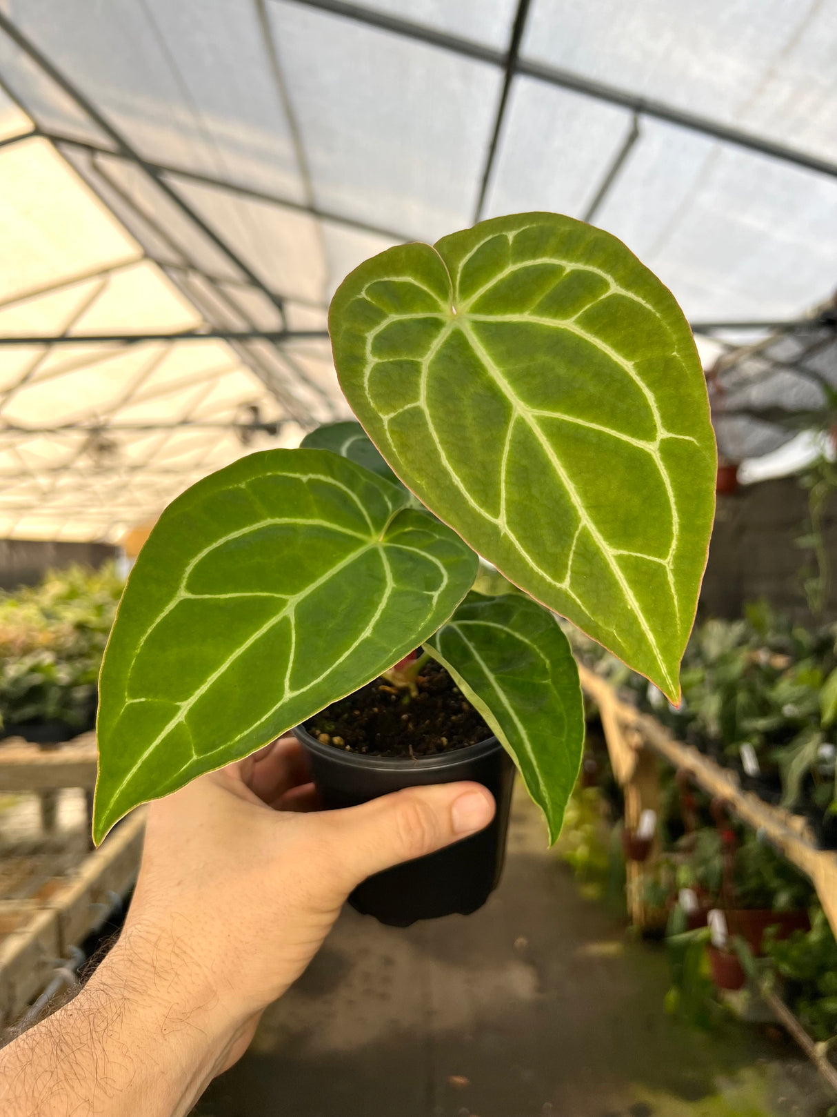 4" Anthurium crystallinum