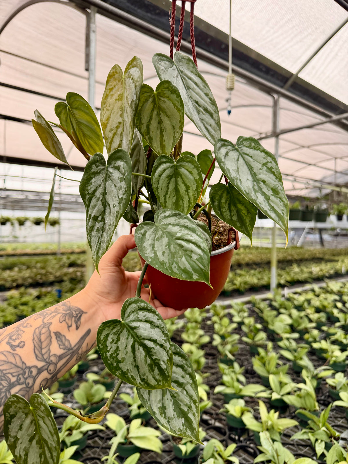 6" Philodendron brandtianum hanging basket