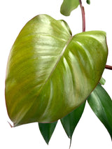 6" Philodendron Royal Queen