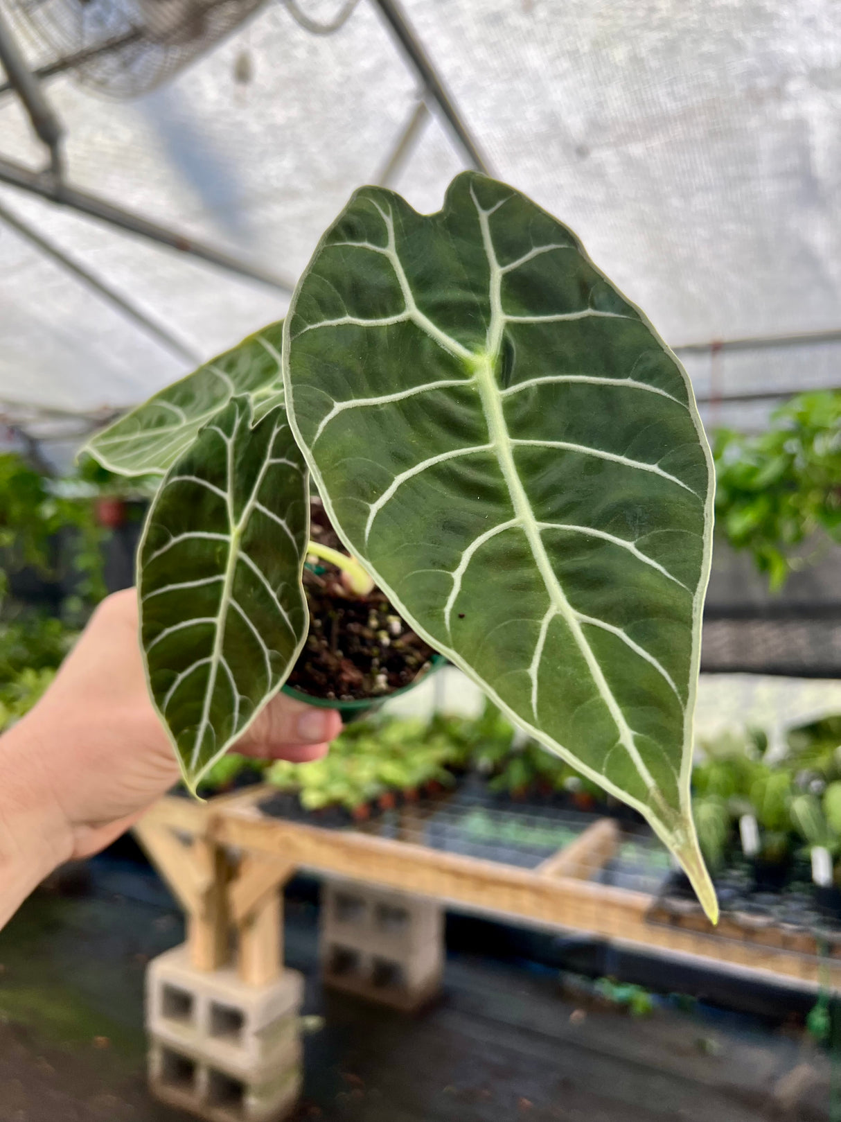 4" Alocasia watsoniana - Canopy Plant Co.