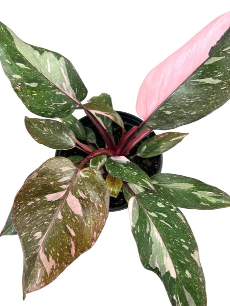 6” Philodendron Pink Princess (Marble) - Canopy Plant Co.