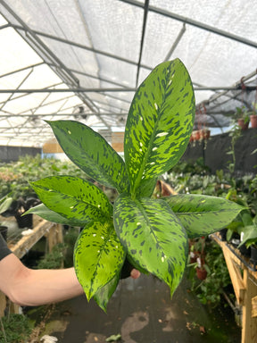 6" Dieffenbachia 'Crocodile' -  Canopy Plant Co.