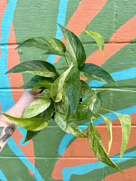 6” Epipremnum pinnatum 'Jungle Mint' Canopy Plant Co.