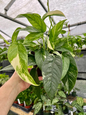 Variegated Epipremnum pinnatum albo plant, 6-inch potted Epipremnum by Canopy Plant Co. with green and white variegated leaves.