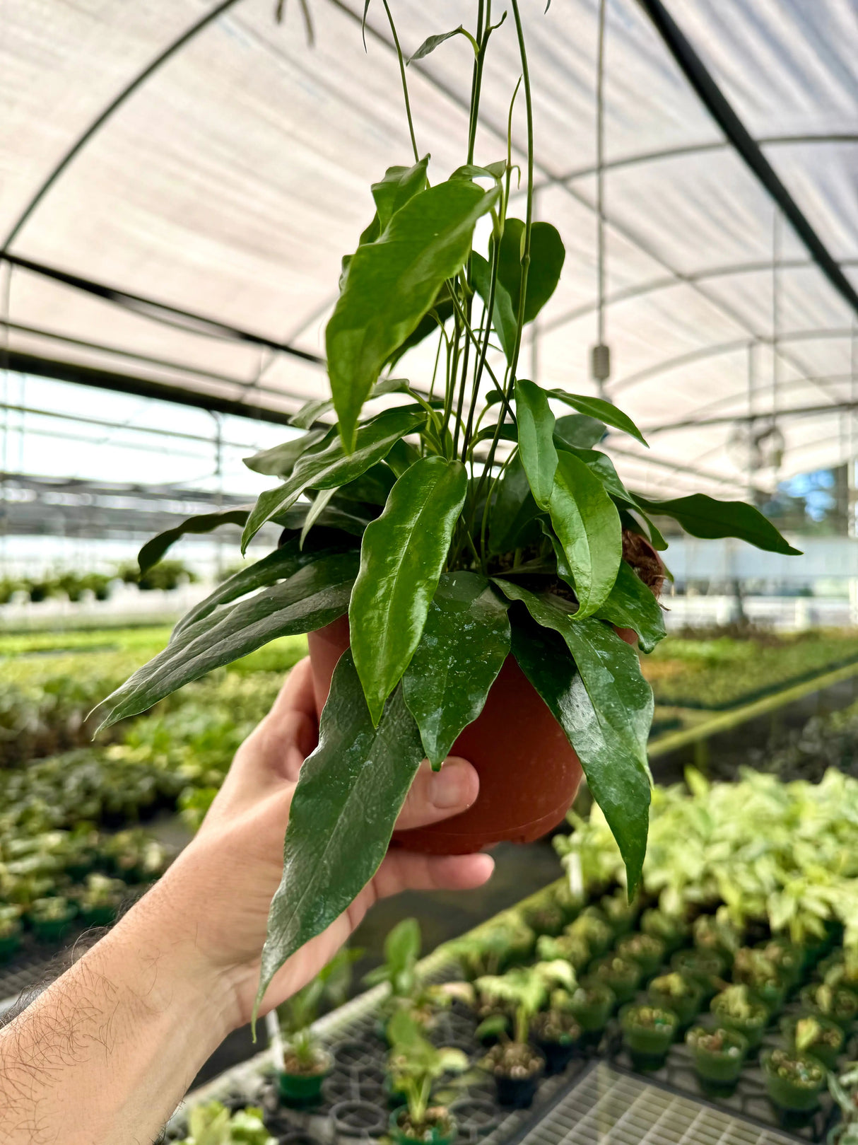 6” Hoya archiboldiana (red flower) Canopy Plant Co.