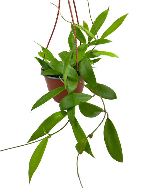 6" Hoya ilagiorum hanging basket -  Canopy Plant Co.