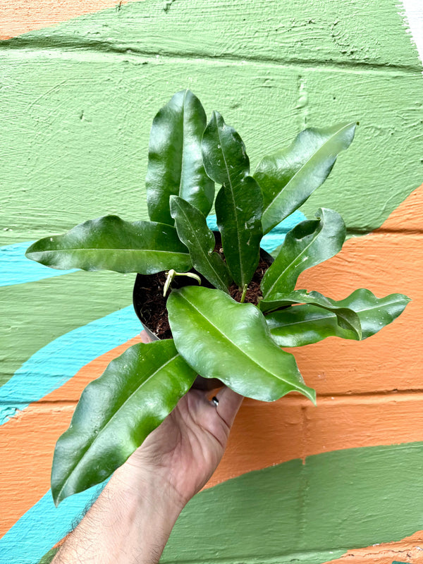 Healthy 6-inch Hoya imperialis plant with lush green leaves, displayed by Canopy Plant Co.