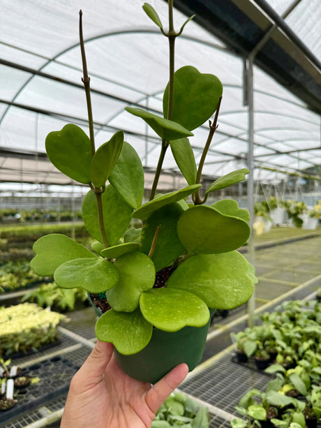 6" Hoya kerrii -  Canopy Plant Co.