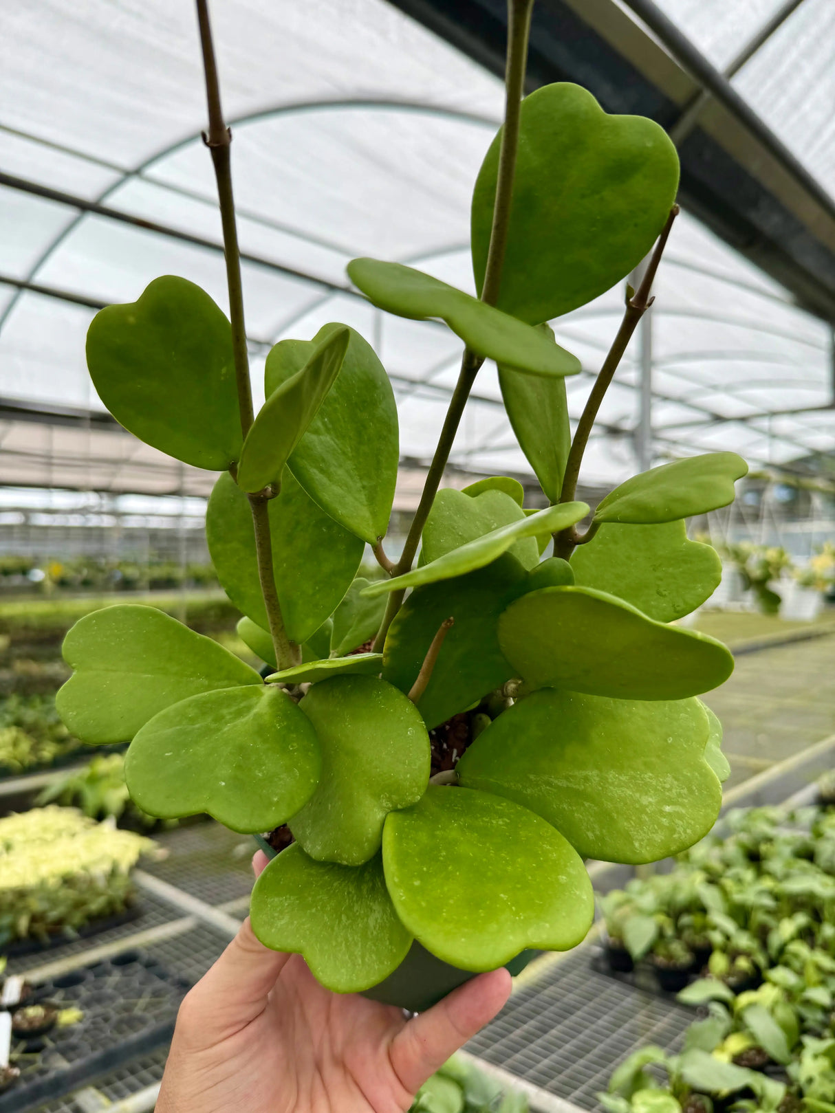 6" Hoya kerrii -  Canopy Plant Co.