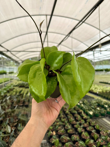 6" Hoya surigaoensis Canopy Plant Co.