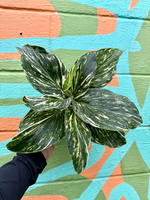 Variegated 6-inch Kaempferia plant from Canopy Plant Co showing lush green and white patterned leaves.