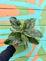 Variegated 6-inch Kaempferia plant by Canopy Plant Co showing green and white patterned leaves on a healthy potted plant.