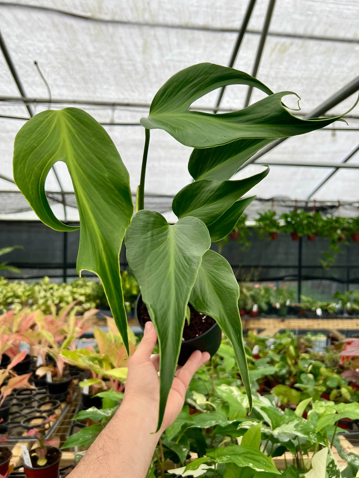 Healthy 6-inch Monstera 'Burle Marx Flame' plant with vibrant, variegated leaves from Canopy Plant Co.